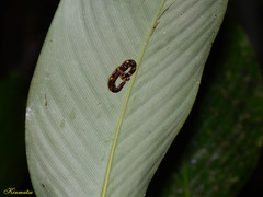 Diversibipalium boehmigi