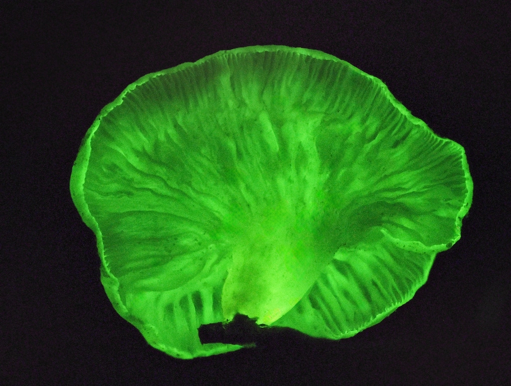 bioluminescent tobacco Into the world of Auto-luminescent Plants Scientists Engineer Gorgeous Glowing Plants