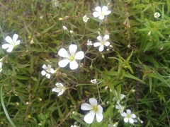 Arenaria montana