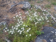 Arenaria montana