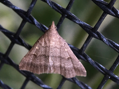 Tetanolita palligera