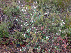 Spyridium thymifolium