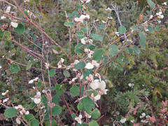 Spyridium thymifolium