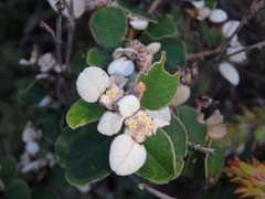 Spyridium thymifolium