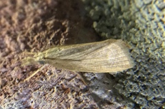 Diatraea