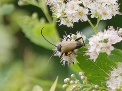 Trigonarthris