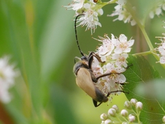Trigonarthris