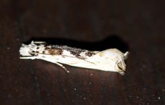 Erechthias mystacinella