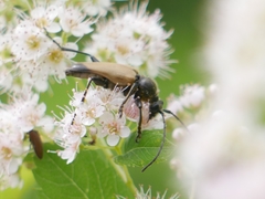 Trigonarthris