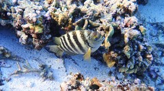 Abudefduf septemfasciatus