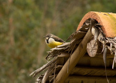 Motacilla flaviventris