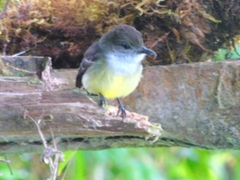 Myiarchus cephalotes