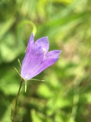 Campanula rotundifolia