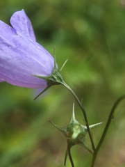 Campanula rotundifolia