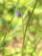 Campanula rotundifolia