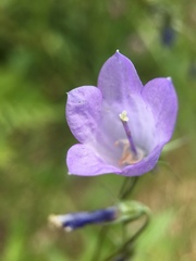Campanula rotundifolia