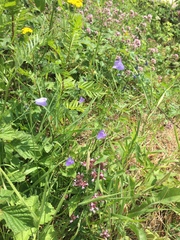 Campanula rotundifolia