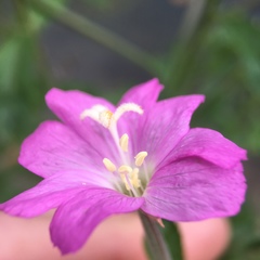 Epilobium hirsutum