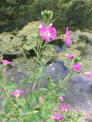 Epilobium hirsutum