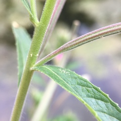 Epilobium hirsutum