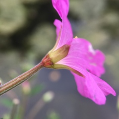 Epilobium hirsutum