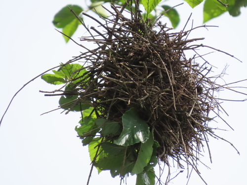 Spot-breasted Thornbird (Phacellodomus maculipectus)