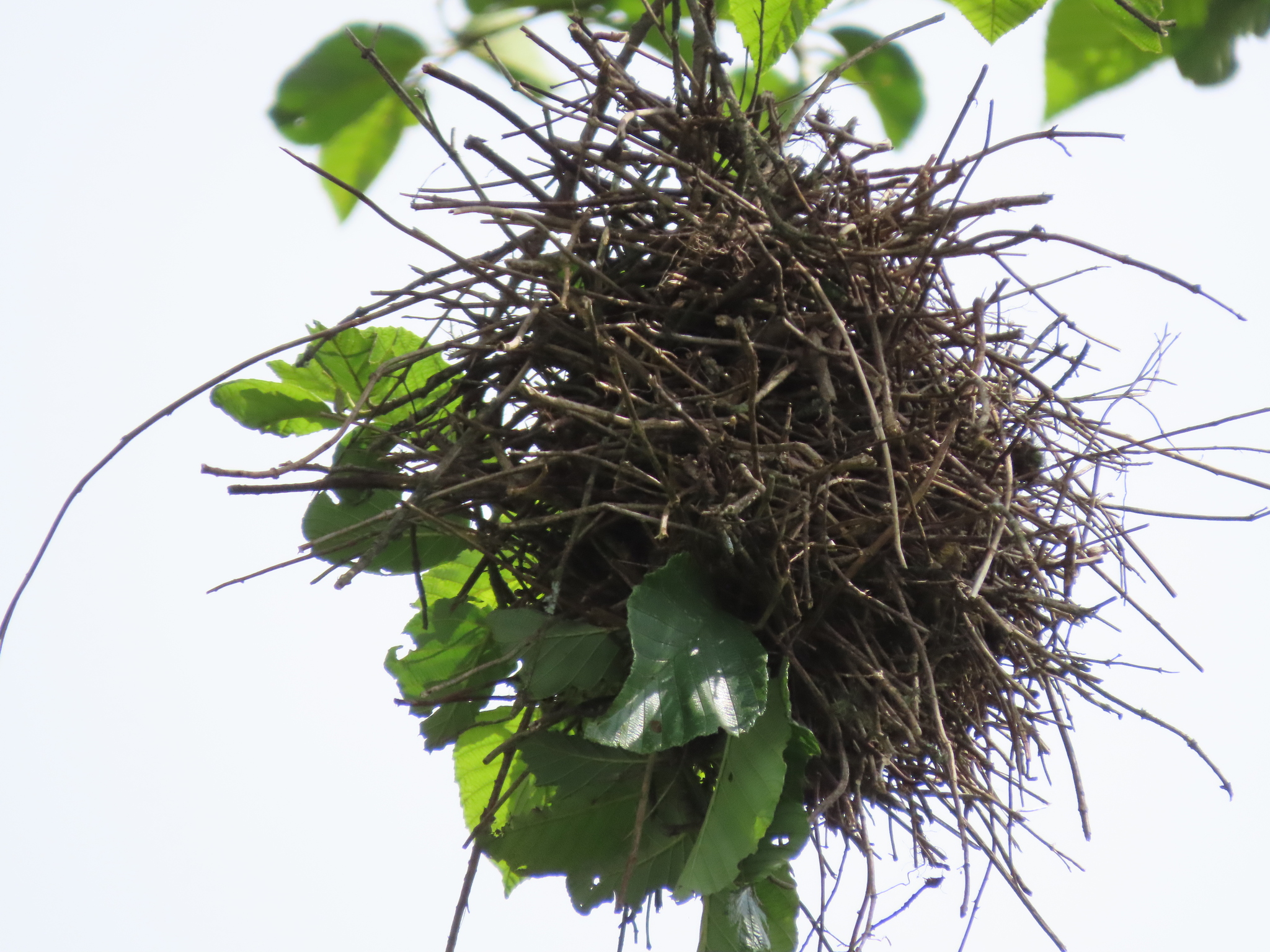 Spot-breasted Thornbird (Phacellodomus maculipectus), photo 6