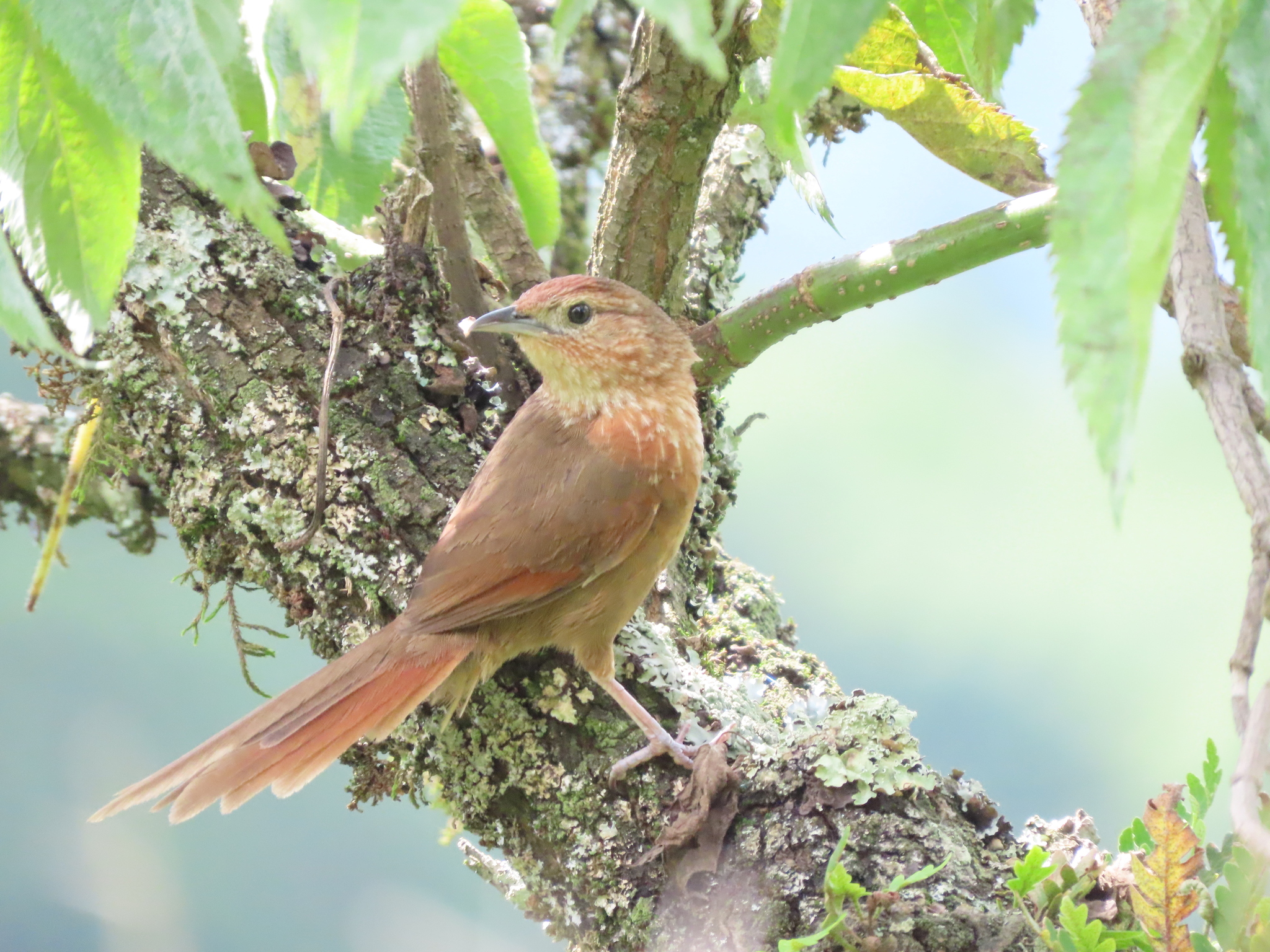 Spot-breasted Thornbird (Phacellodomus maculipectus), photo 7
