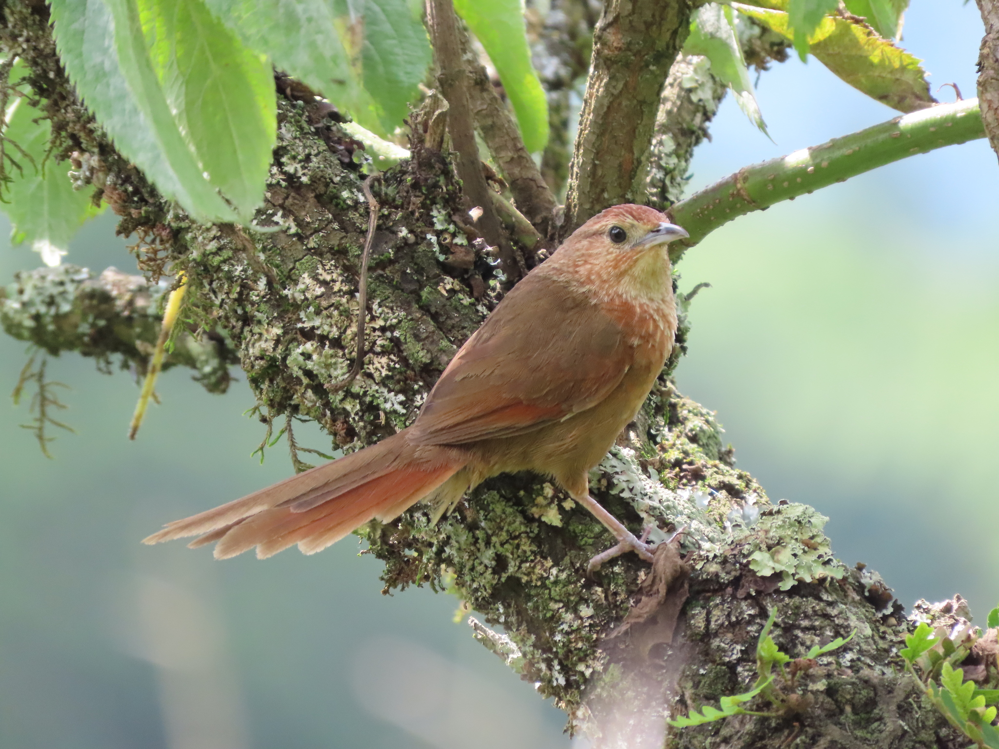 Spot-breasted Thornbird (Phacellodomus maculipectus), photo 8