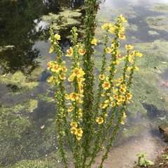 Verbascum nigrum