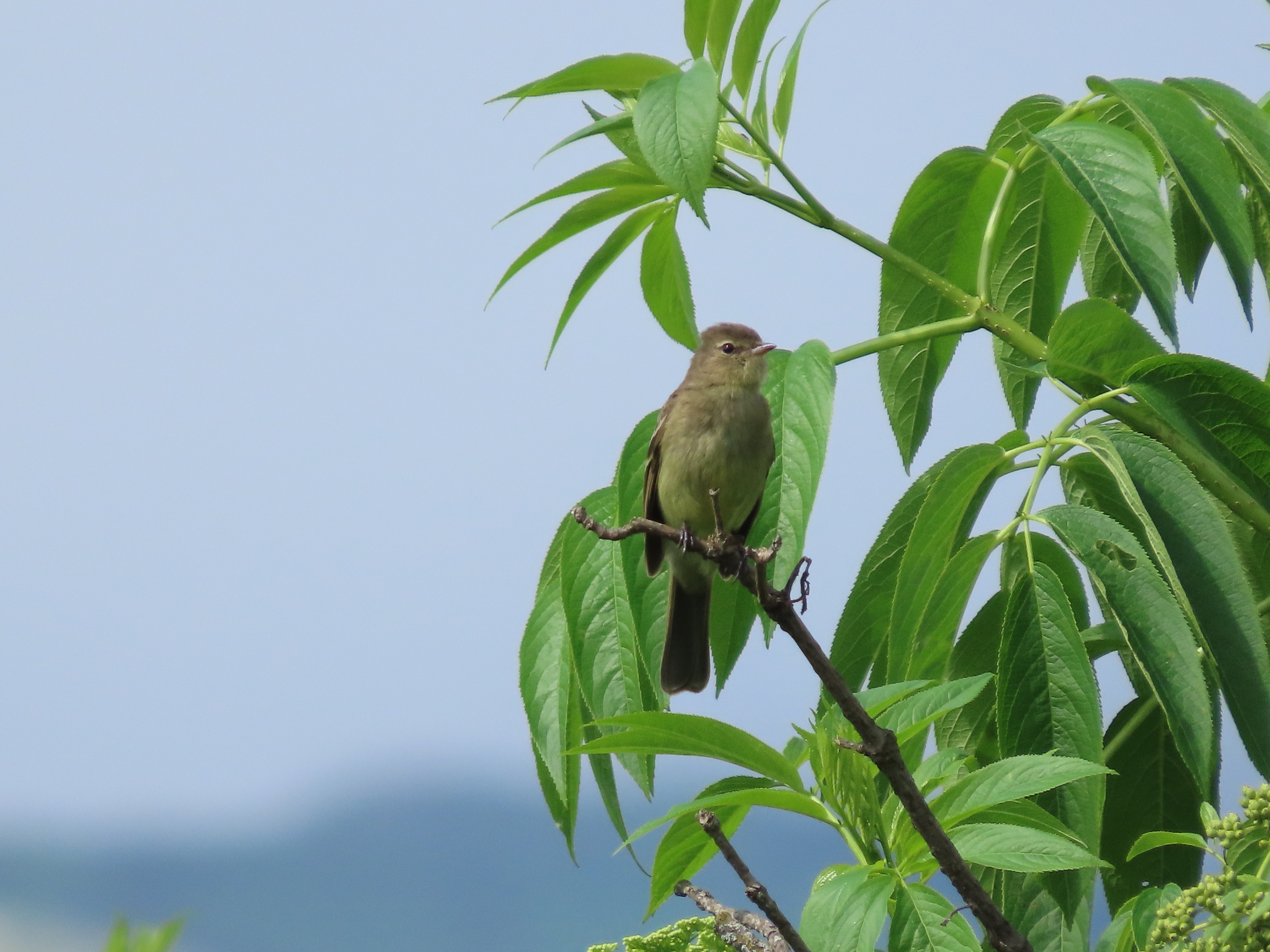 Highland Elaenia (Elaenia obscura), photo 10