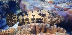 Epinephelus fuscoguttatus