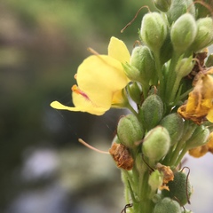 Verbascum nigrum