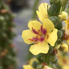 Verbascum nigrum