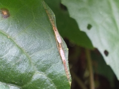 Styringomyia