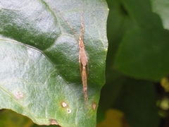Styringomyia