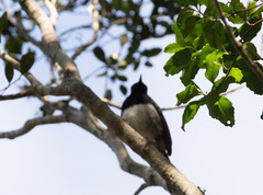 Copsychus albospecularis