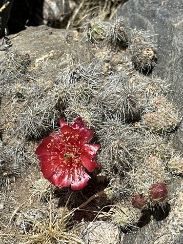Airampoa picardoi (Airampoa picardoi)