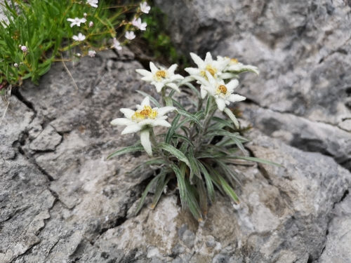 Stella alpina