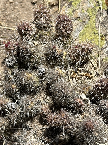 Airampoa picardoi (Airampoa picardoi)