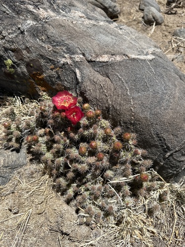 Airampoa picardoi (Airampoa picardoi)