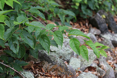 Actinidia arguta