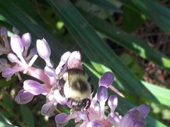 Bombus impatiens image