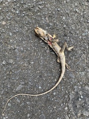 Indian Garden Lizard