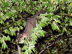 Arctogalidia trivirgata