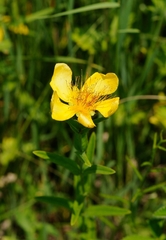 Hypericum ascyron gebleri