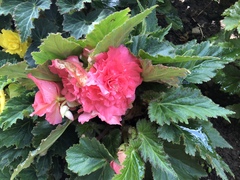 Begonia × tuberhybrida