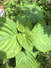 Perilla