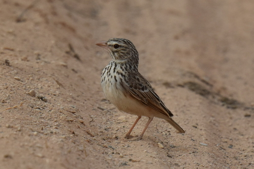 Madagascar Lark (Eremopterix hova), photo 9