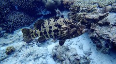 Epinephelus fuscoguttatus